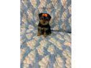 Yorkshire Terrier Puppy for sale in Mountainburg, AR, USA