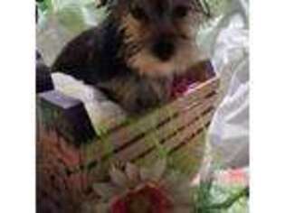 Yorkshire Terrier Puppy for sale in Creola, AL, USA