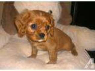 Cavalier King Charles Spaniel Puppy for sale in BIXBY, OK, USA