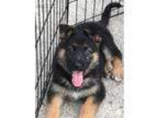 German Shepherd Dog Puppy for sale in Painesville, OH, USA