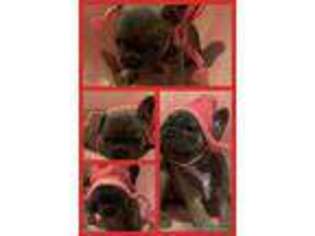 French Bulldog Puppy for sale in Plymouth, MA, USA