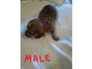 Dachshund Puppy for sale in Lapeer, MI, USA