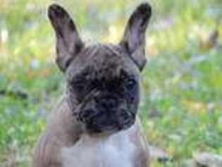 French Bulldog Puppy for sale in Hodgenville, KY, USA