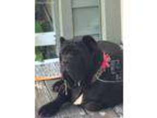 Neapolitan Mastiff Puppy for sale in Portsmouth, VA, USA