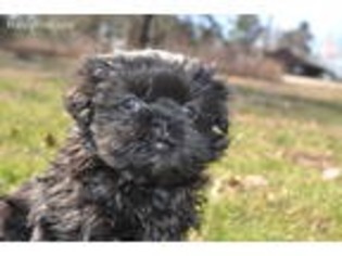 Mutt Puppy for sale in Oxford, AR, USA