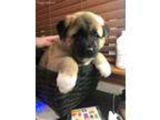 Akita Puppy for sale in Nine Mile Falls, WA, USA