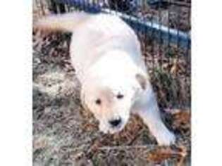 Golden Retriever Puppy for sale in East Bridgewater, MA, USA