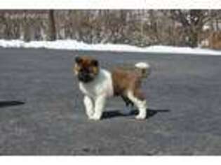 Akita Puppy for sale in Womelsdorf, PA, USA