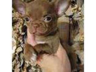 Chihuahua Puppy for sale in Missouri Valley, IA, USA
