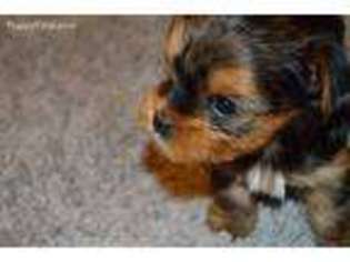Yorkshire Terrier Puppy for sale in Edwardsburg, MI, USA