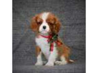 Cavalier King Charles Spaniel Puppy for sale in Mechanicsville, VA, USA
