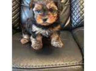 Yorkshire Terrier Puppy for sale in Lyons, IL, USA