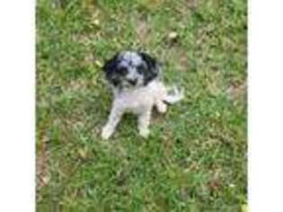 Mutt Puppy for sale in New Vienna, OH, USA