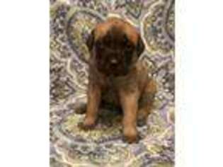 Mastiff Puppy for sale in Asher, OK, USA