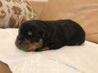 Rottweiler Puppy for sale in Frankfort, NY, USA