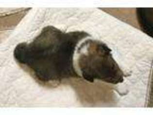 Shetland Sheepdog Puppy for sale in Bullock, NC, USA