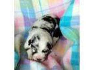 Australian Shepherd Puppy for sale in Big Sandy, TX, USA