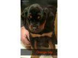 Rottweiler Puppy for sale in Luther, MI, USA