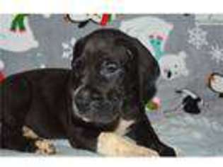 Great Dane Puppy for sale in Birmingham, AL, USA