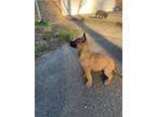 Belgian Malinois Puppy for sale in Leeds, AL, USA
