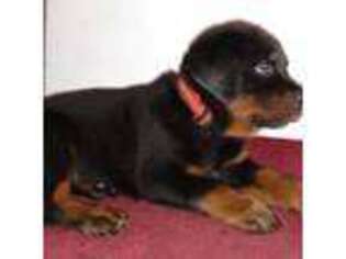 Rottweiler Puppy for sale in Richmond, CA, USA