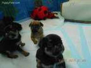 Brussels Griffon Puppy for sale in Cape Coral, FL, USA