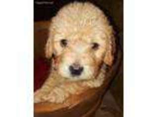 Goldendoodle Puppy for sale in San Antonio, TX, USA