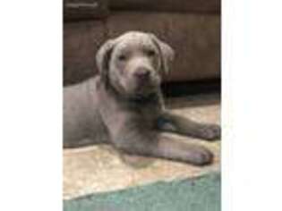 Labrador Retriever Puppy for sale in Edna, TX, USA
