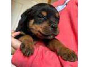 Rottweiler Puppy for sale in Springfield, NJ, USA