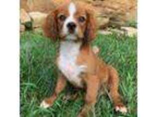Cavalier King Charles Spaniel Puppy for sale in Chillicothe, MO, USA