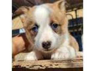 Pembroke Welsh Corgi Puppy for sale in Tucson, AZ, USA