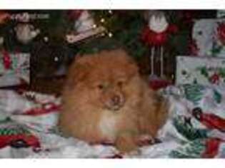 Pomeranian Puppy for sale in Cabool, MO, USA