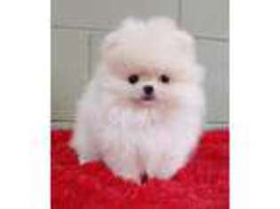 Pomeranian Puppy for sale in San Luis Obispo, CA, USA