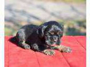 Cocker Spaniel Puppy for sale in Kaufman, TX, USA