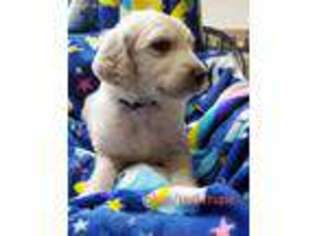 Goldendoodle Puppy for sale in Edenton, NC, USA