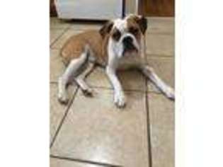 Olde English Bulldogge Puppy for sale in Rockdale, TX, USA