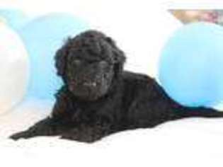 Labradoodle Puppy for sale in Martin, TN, USA