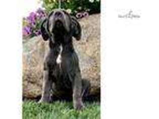 Neapolitan Mastiff Puppy for sale in South Bend, IN, USA