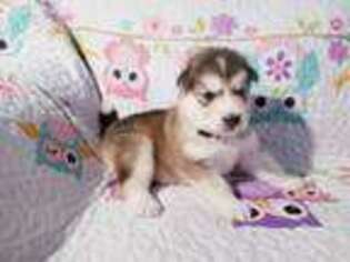 Alaskan Malamute Puppy for sale in Sicklerville, NJ, USA