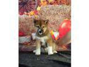 Shiba Inu Puppy for sale in Salem, SD, USA