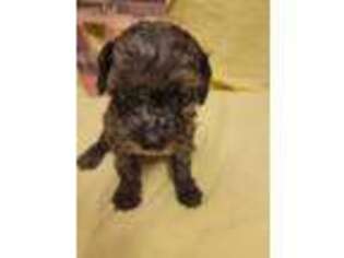 Mutt Puppy for sale in Zanesville, OH, USA