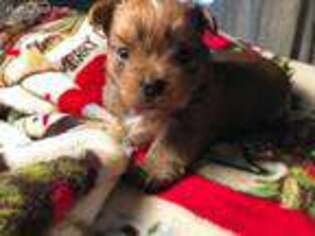 Yorkshire Terrier Puppy for sale in Ooltewah, TN, USA