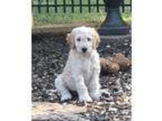 Goldendoodle Puppy for sale in Colusa, CA, USA