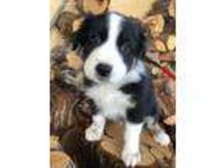 Australian Shepherd Puppy for sale in Kingman, AZ, USA