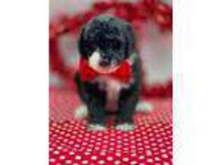 Mutt Puppy for sale in Loveland, CO, USA