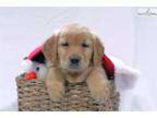 Golden Retriever Puppy for sale in Canton, OH, USA