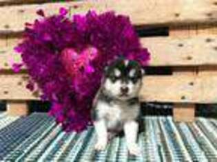 Medium Photo #1 Alaskan Malamute Puppy For Sale in Arthur, IL, USA
