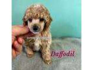 Mutt Puppy for sale in Summerville, GA, USA