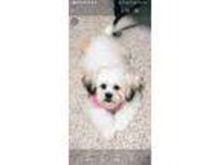 Bichon Frise Puppy for sale in Olympia Fields, IL, USA