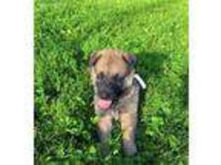 Mutt Puppy for sale in Saint Albans, WV, USA